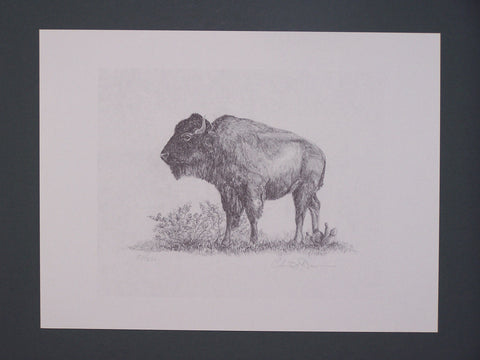 Buffalo by Christopher Dawson
