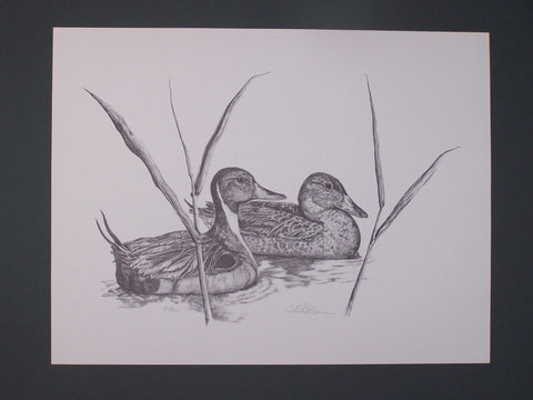 Pintail Ducks by Christopher Dawson